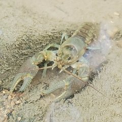Faxonius rusticus