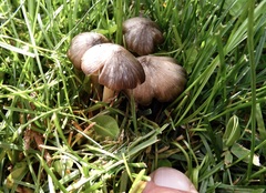 Panaeolus foenisecii