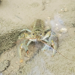 Faxonius rusticus