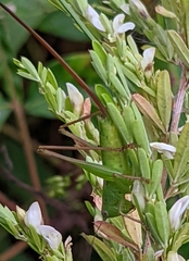 Conocephalini