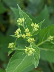 Verbesina occidentalis