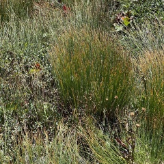 Trichophorum cespitosum