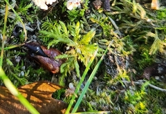 Climacium dendroides