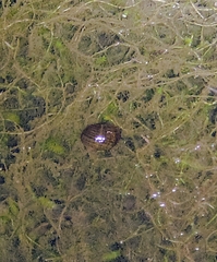 Pomacea canaliculata