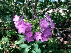 Phlox