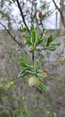 Diospyros texana