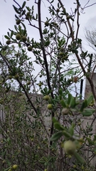 Diospyros texana