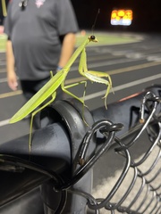 Mantis