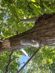 Lophocampa caryae