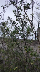 Diospyros texana