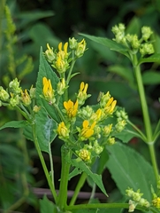 Verbesina occidentalis
