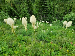 Xerophyllum tenax