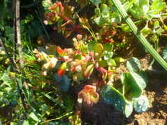 Crassula strigosa