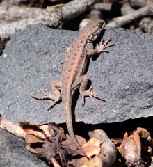 Sceloporus graciosus gracilis
