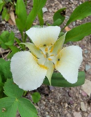 Calochortus apiculatus