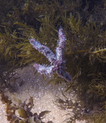 Coscinasterias muricata