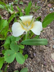 Calochortus apiculatus