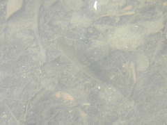 Catostomus commersonii