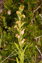 Pterostylis vittata
