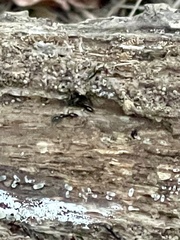 Brachyponera chinensis