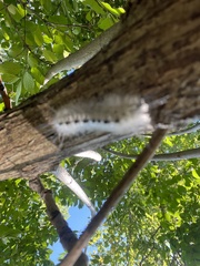 Lophocampa caryae