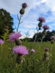 Cirsium altissimum