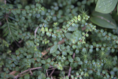 Gaultheria hispidula