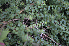 Gaultheria hispidula