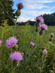 Cirsium altissimum