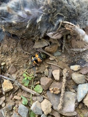 Nicrophorus tomentosus