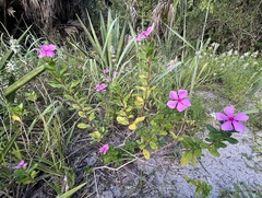 Catharanthus roseus