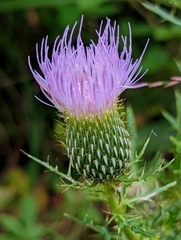 Cirsium altissimum