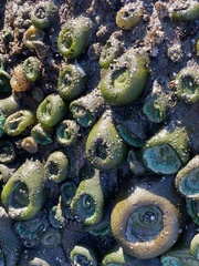 Anthopleura xanthogrammica