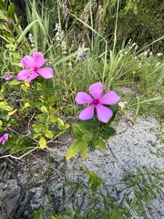 Catharanthus roseus