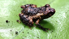 Anura