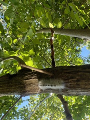 Lophocampa caryae