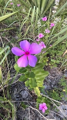 Catharanthus roseus