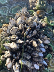 Pollicipes polymerus