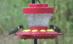 Archilochus colubris