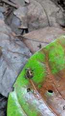 Anura