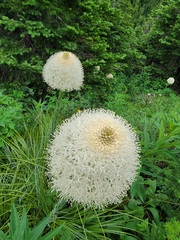 Xerophyllum tenax