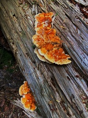 Pycnoporellus fulgens