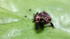 Anura