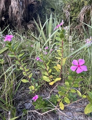 Catharanthus roseus