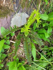 Polystichum lonchitis