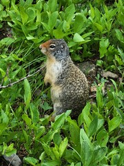 Urocitellus columbianus