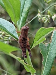 Melanoplus scudderi