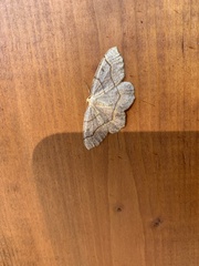 Lambdina fiscellaria