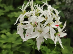 Leucocoryne ixioides