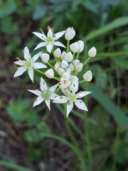 Allium tuberosum